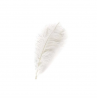 Location Plume d'Autruche - 45-50 cm